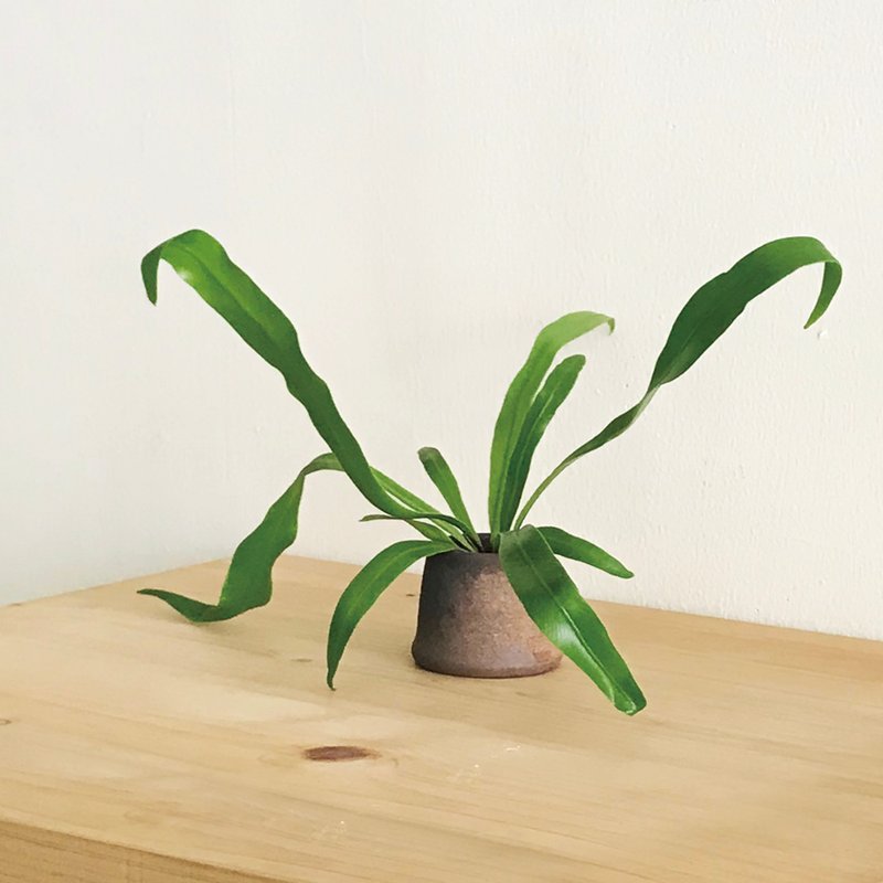 黑糖生花・山蘇・室內盆栽手作組 - 盆栽/植栽 - 陶 咖啡色