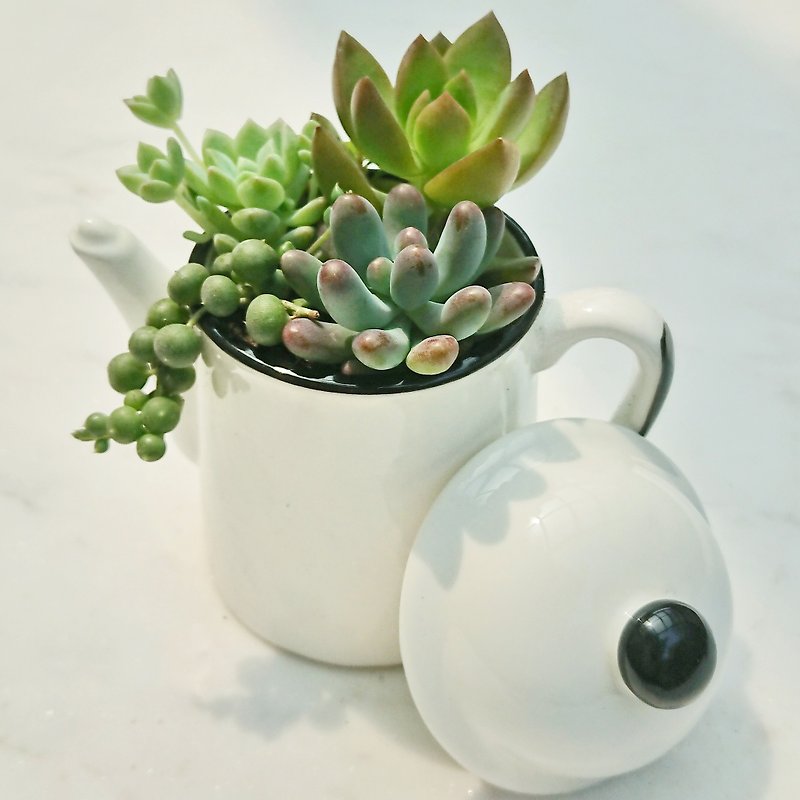 Multi-meat afternoon tea - plant pots and pots | pot gift opening graduation - Plants - Plants & Flowers White