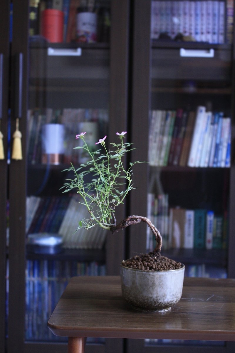 日本の屋久島姫バラ l 裸根シリーズ 中級鉢植え 室内植え ギフト - 観葉植物 - 寄せ植え・花 