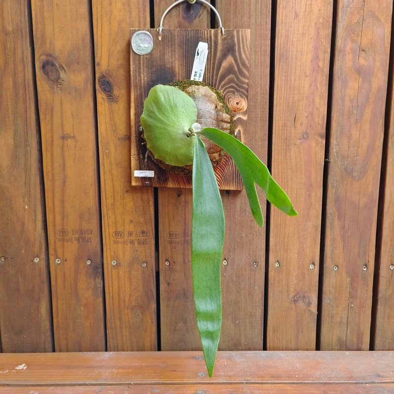 上板鹿角蕨 深綠 x 爪哇 P.hillii X willinckii - 盆栽/植栽 - 植物．花 綠色