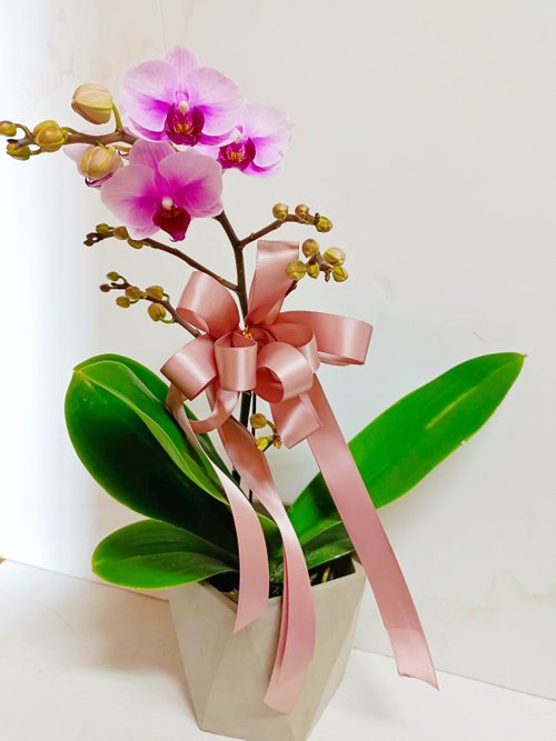 ORCHID CHEN 蘭沉空間 【熱銷必買】蝴蝶蘭 桌上型盆栽 送禮開幕新居招財