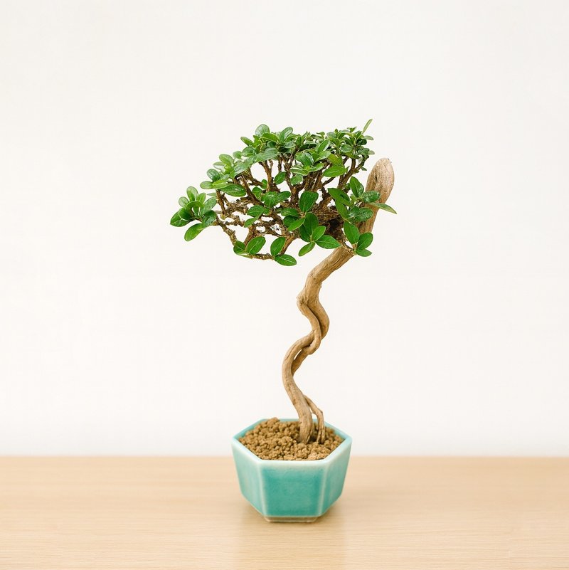 小品盆栽・米葉壽娘子 - 盆栽/植栽 - 植物．花 