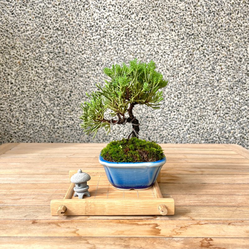 Xiaopin Bonsai-Mini Pearl Cypress Bonsai Gifts - ตกแต่งต้นไม้ - พืช/ดอกไม้ 