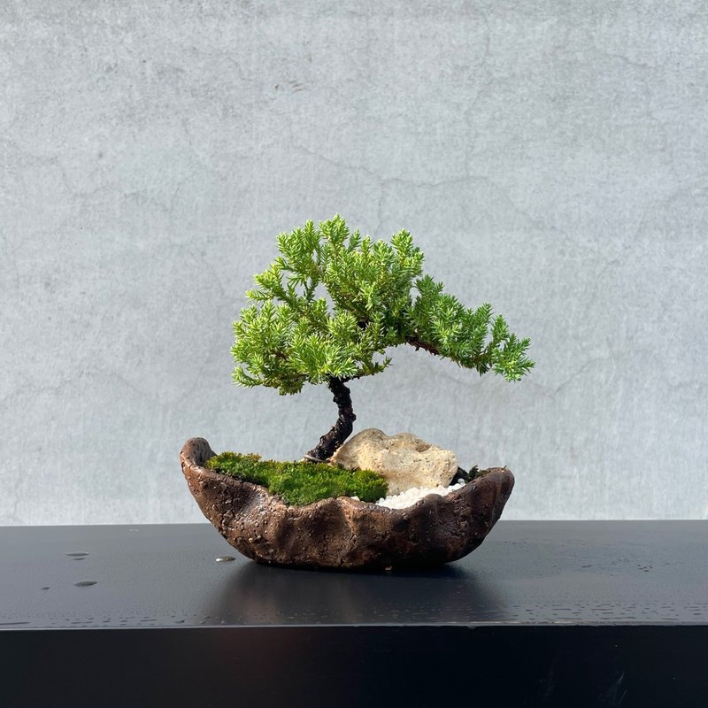 小品盆栽-迷你珍珠柏 盆景 送禮 - 盆栽/植栽 - 植物．花 