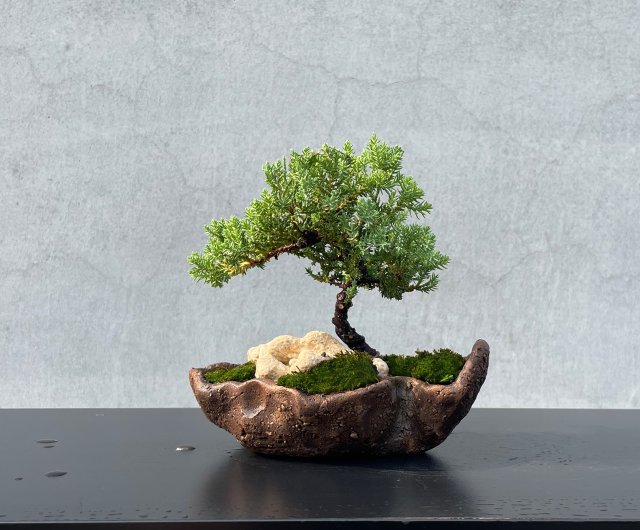 小品盆栽-迷你珍珠柏盆景送禮野趣小品盆栽Rustic Charm Bonsai｜盆栽