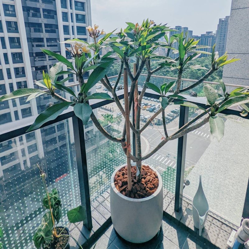 開幕大氣送禮-雞蛋花 - 盆栽/植栽 - 植物．花 