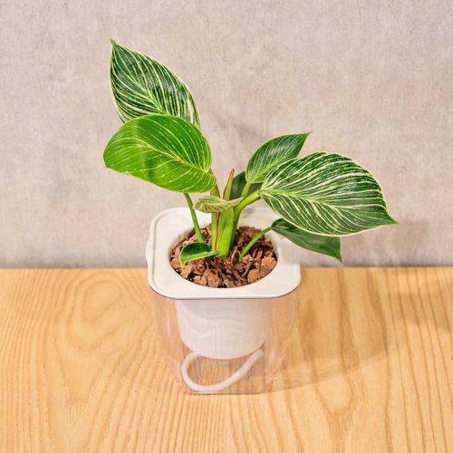 巧繪網植物館 鉑金蔓綠絨 免澆水方形盆栽 室內植物 觀葉植物 禮物 盆栽