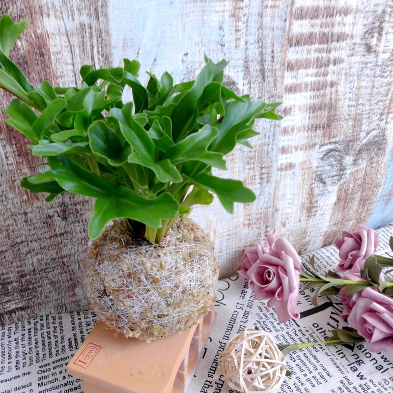 芊艸手作/ 蕨類系列苔球 - 爆炸頭山蘇 - 盆栽/植栽 - 植物．花 綠色