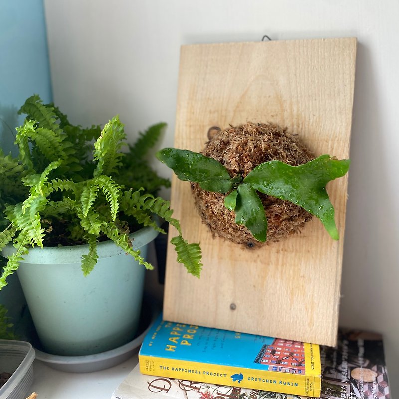 [Material package] DIY staghorn fern board package/with instructional video - Plants & Floral Arrangement - Plants & Flowers Green