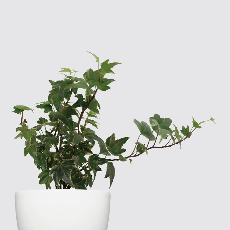 │Xiliシリーズ│アイビーの空気を浄化する観葉植物、水耕栽培の鉢植え、落下や傷に強い - 観葉植物 - 寄せ植え・花 ホワイト