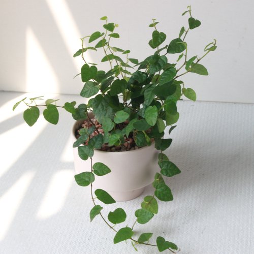 植物慢慢 l 盆器 l 土培植栽專賣店 植栽 盆栽 l 薜荔 啞光燭臺陶器 藤蔓植物 室內植物 強散光