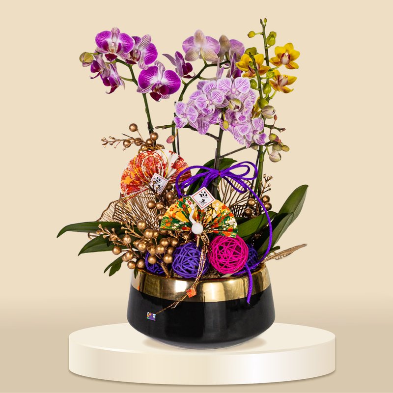 Grand Florist - (1174) 3 Colors Small Moth / Phalaenopsis Orchids - Plants - Plants & Flowers 