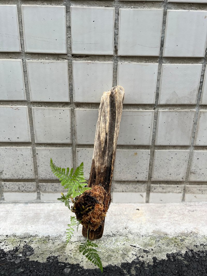 漂流木兔腳蕨上板 - 盆栽/植栽 - 植物．花 