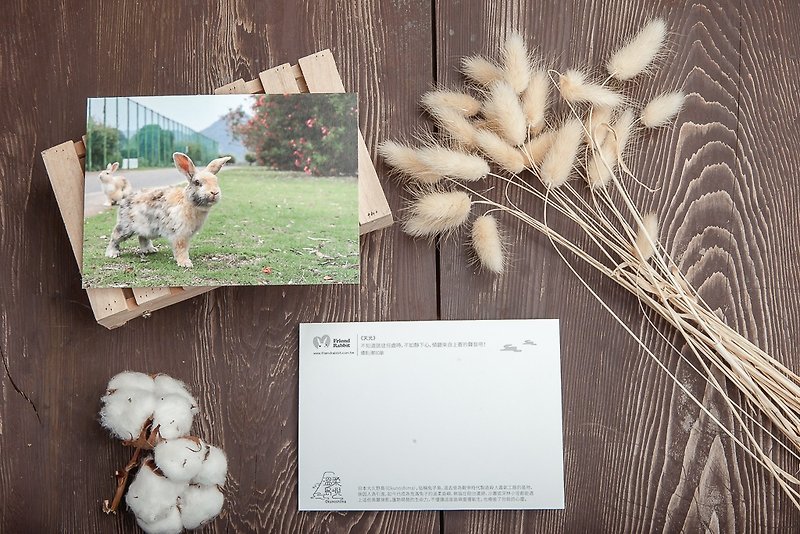 Rabbit Photography Postcard-Sky Light - การ์ด/โปสการ์ด - กระดาษ สีเขียว