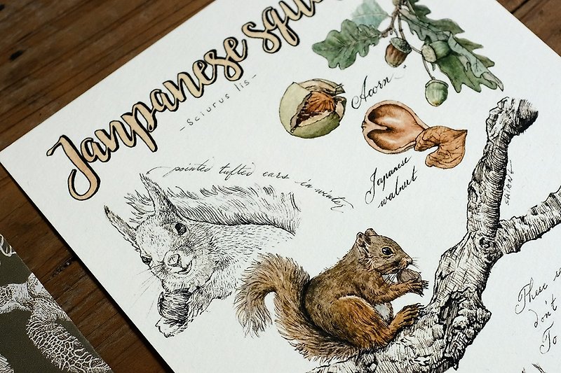 Wild Animal Series Card-Japanese Squirrel - Cards & Postcards - Paper White