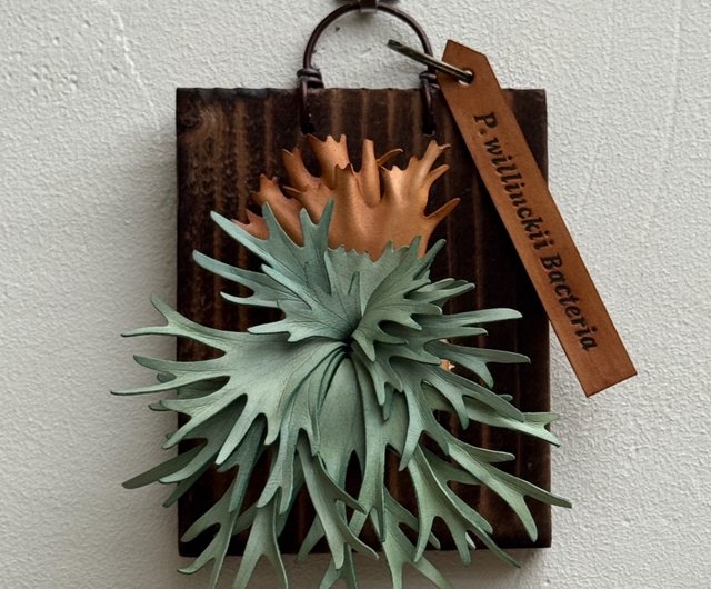 P. willinckii Bacteria ドワーフジャワ_革製ビカクシダ - ショップ