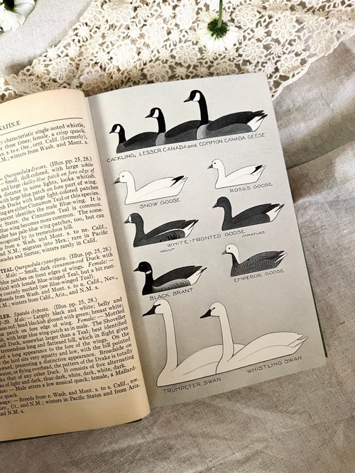 Vintage 1941 Publishes Field Guide to Birds of America