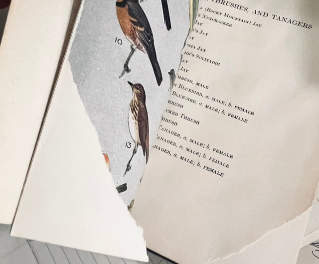 Vintage 1941 Publishes Field Guide to Birds of America
