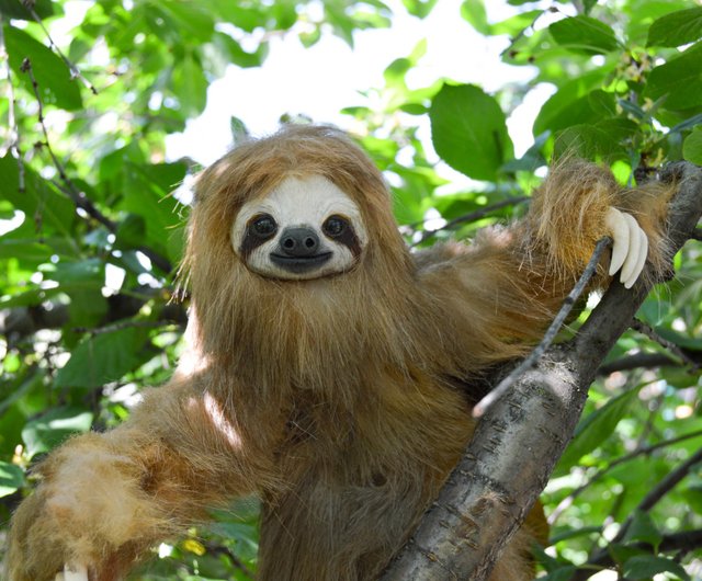 sloth stuffed toy