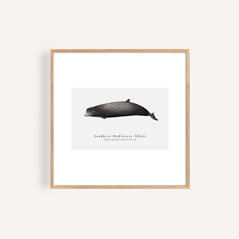 南瓶鼻鯨 Southern Bottlenose Whale / 海洋動物插畫掛畫 - 海報/掛畫/掛布 - 紙 