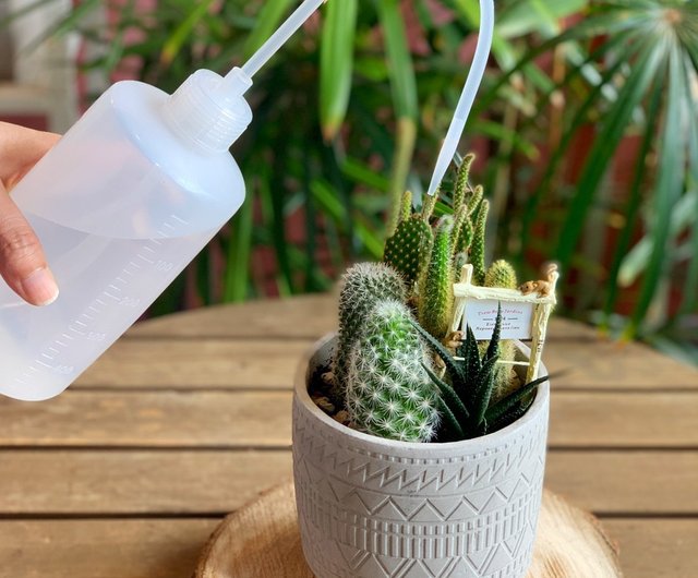オープニングプレゼント】セメント多肉植物鉢セット。新しい家が