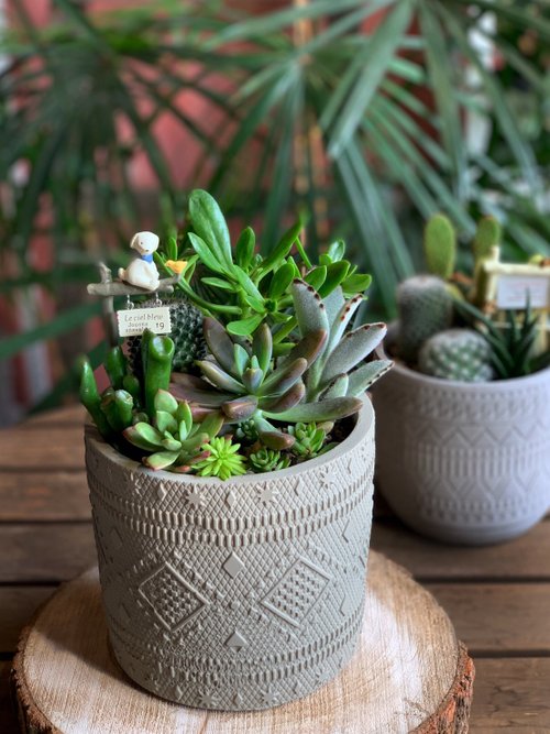 おまかせ 観葉植物 15点セット – inakougei