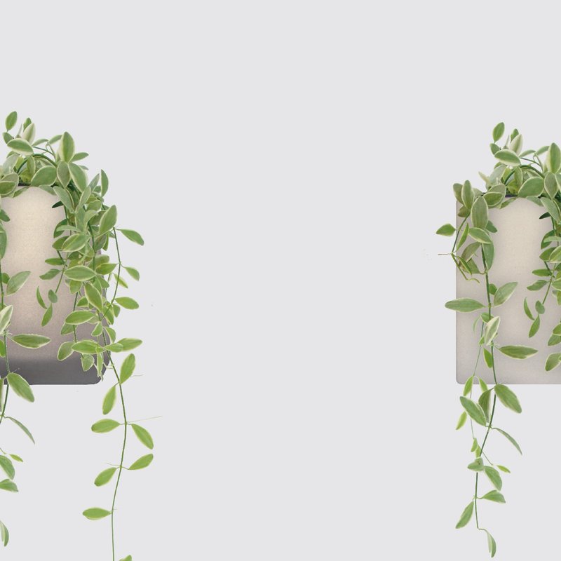 │ 方盆系列 │ 斑葉串錢藤 - 垂掛植物 水耕盆栽 陶瓷盆器 - 盆栽/植栽 - 植物．花 