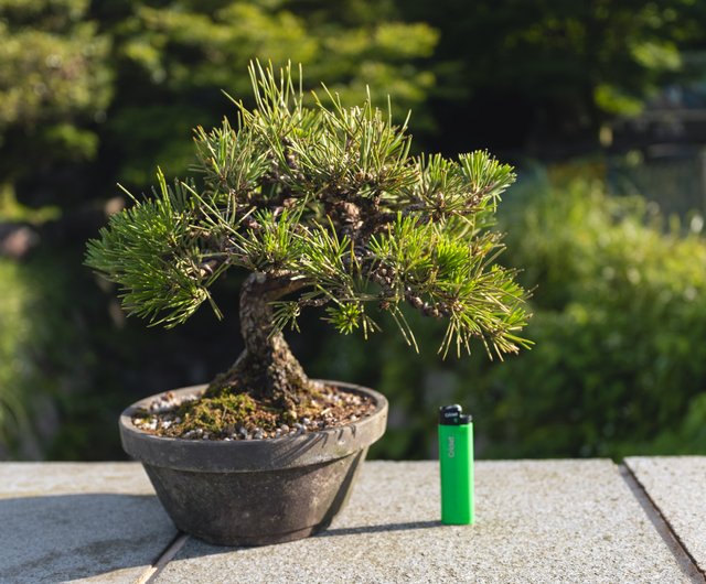 日本黑松小品盆栽Black Pine 已荒皮樹日生｜盆栽/植栽人氣榜- Pinkoi