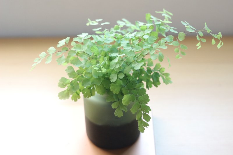 水培植栽 l 鐵線蕨_室內植物 辦公室盆栽 店內擺件 送禮 - 盆栽/植栽 - 玻璃 