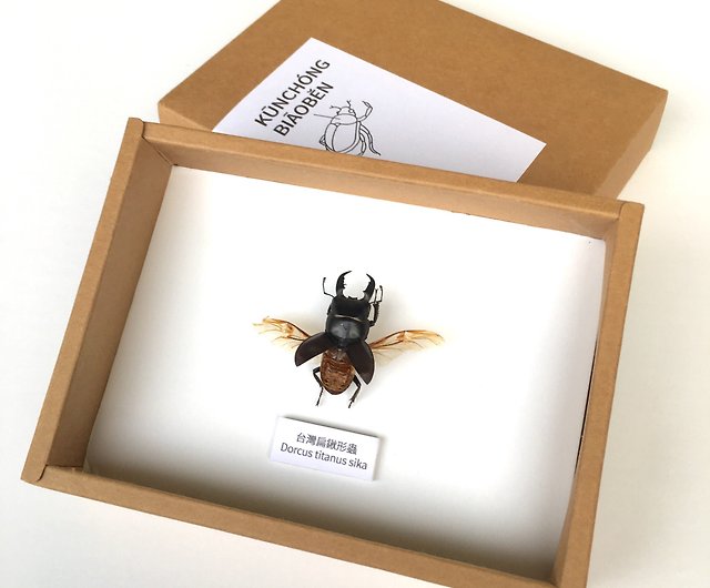 昆蟲標本製作材料包 設計館興趣誌 Pinkoi