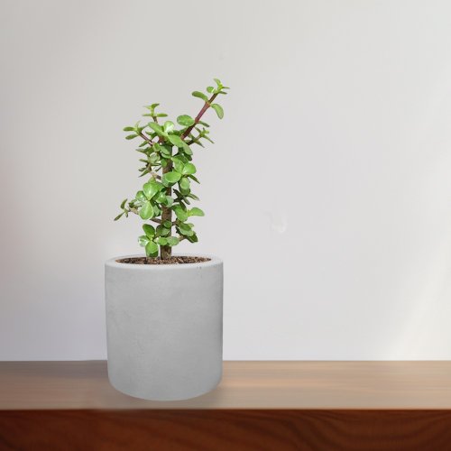 Hug Mountains 銀杏木 水泥盆栽 植物