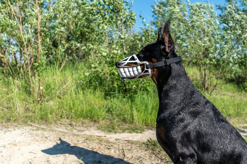 White Smile Funny dog muzzle Hand painted Doberman muzzle Halloween Costume Mask - 其他 - 塑膠 白色