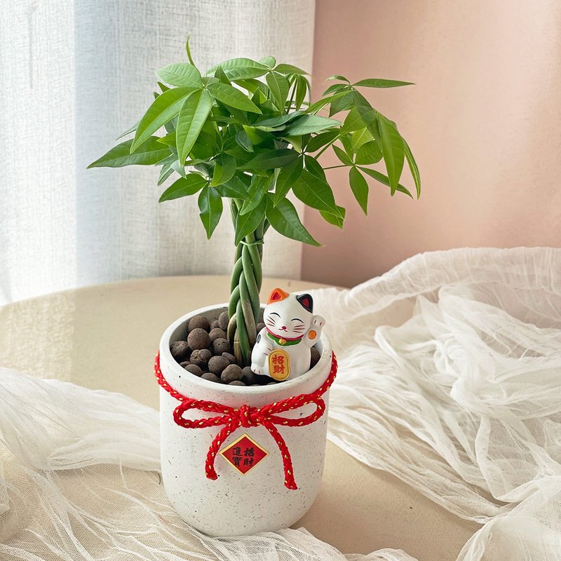 PD67 Money Tree Cement Potted Plant / Malabar Chestnut Potted Plant New Year Gift and Spring Festival Congratulations - Plants - Plants & Flowers 