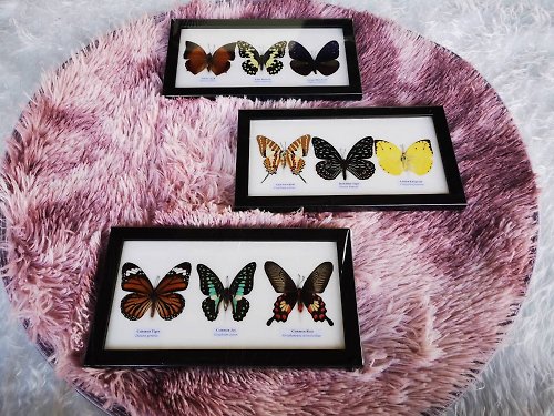cococollection Set 3 Fram Real Mix Butterfly Insect Taxidermy Display Framed Wall Mount Home D