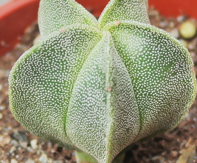 専用ページです。他の方はお買い上げになりませぬよう❤️多肉植物 多肉植物 - Search / X