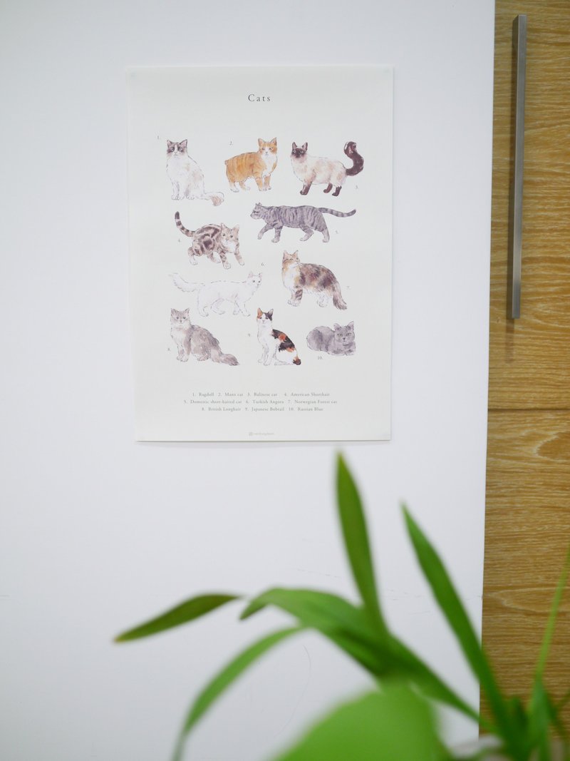 cat animal poster - Posters - Paper 