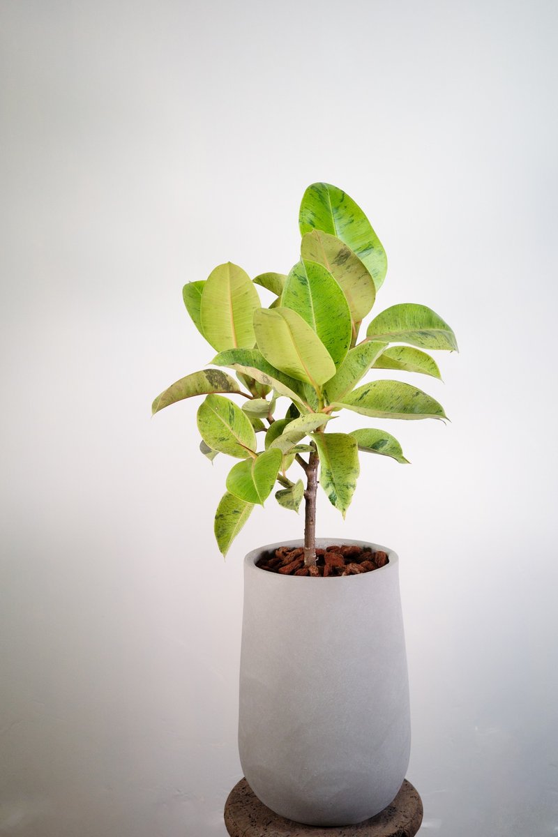 Lemon rubber tree│One plant, one shot│Yuzhi planted - ตกแต่งต้นไม้ - พืช/ดอกไม้ 