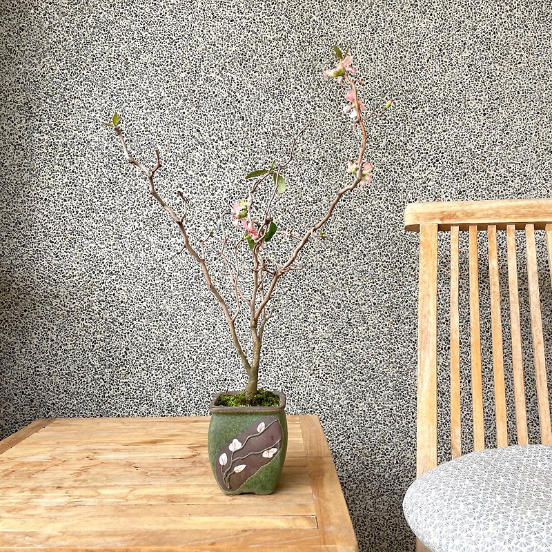小さな鉢植え-ユンロンハンメイ - 観葉植物 - 寄せ植え・花 