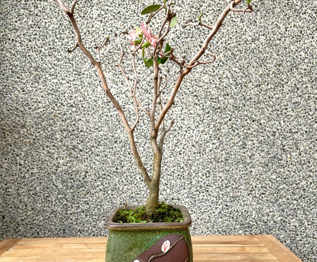 小品盆栽-雲龍寒梅野趣小品盆栽Rustic Charm Bonsai｜盆栽/植栽