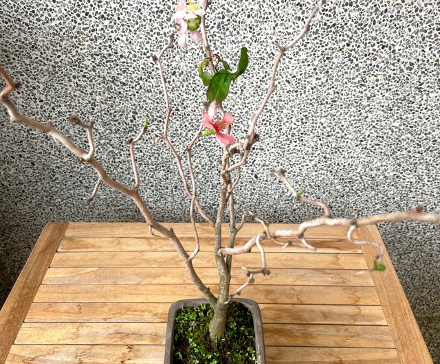 小品盆栽-雲龍寒梅野趣小品盆栽Rustic Charm Bonsai｜盆栽/植栽