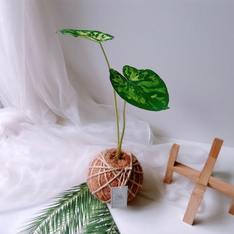 苔球 迷彩芋 植栽 - 盆栽/植栽 - 植物．花 