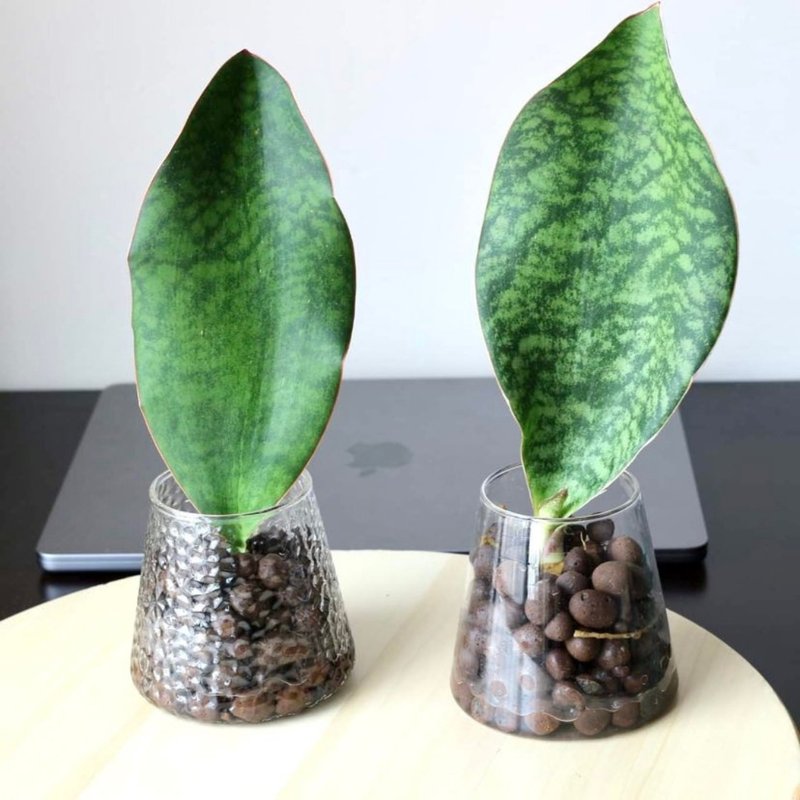 Hydroponic Planting │ Baoshan Sansevieria_Little Man retreats auspicious planting indoor plant office potted plant - Plants - Glass 