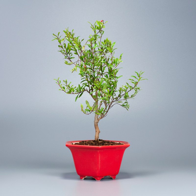 [Mini Bonsai] Hime Pomegranate Balcony Plant Flower and Fruit Potted Plant - ตกแต่งต้นไม้ - พืช/ดอกไม้ 