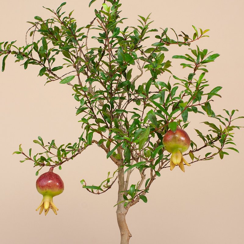 [Mini Bonsai] Hime Pomegranate Balcony Plant Flower and Fruit Potted Plant - ตกแต่งต้นไม้ - พืช/ดอกไม้ 