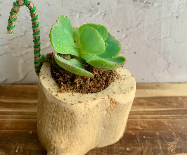 Natural Wood Slices Ornaments with Succulents