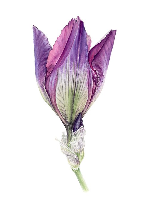 Inspiration Iris flower