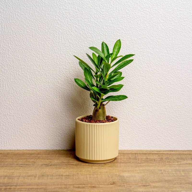Desert Rose in Green Ceramic Pot - Recommended for Opening Gifts & Desk Plants - ตกแต่งต้นไม้ - พืช/ดอกไม้ สีเขียว