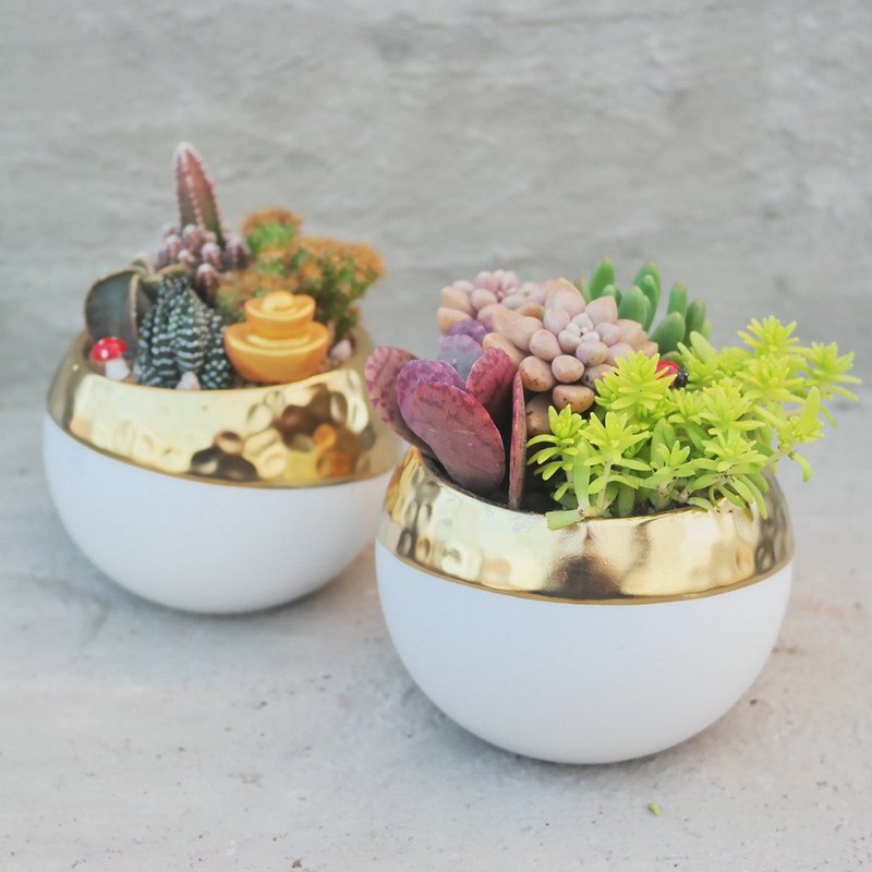 [Doudou Succulents] [Golden Wealth Round Planting Set] Housewarming│Gifts│Promotion│Succulents - ตกแต่งต้นไม้ - พืช/ดอกไม้ 