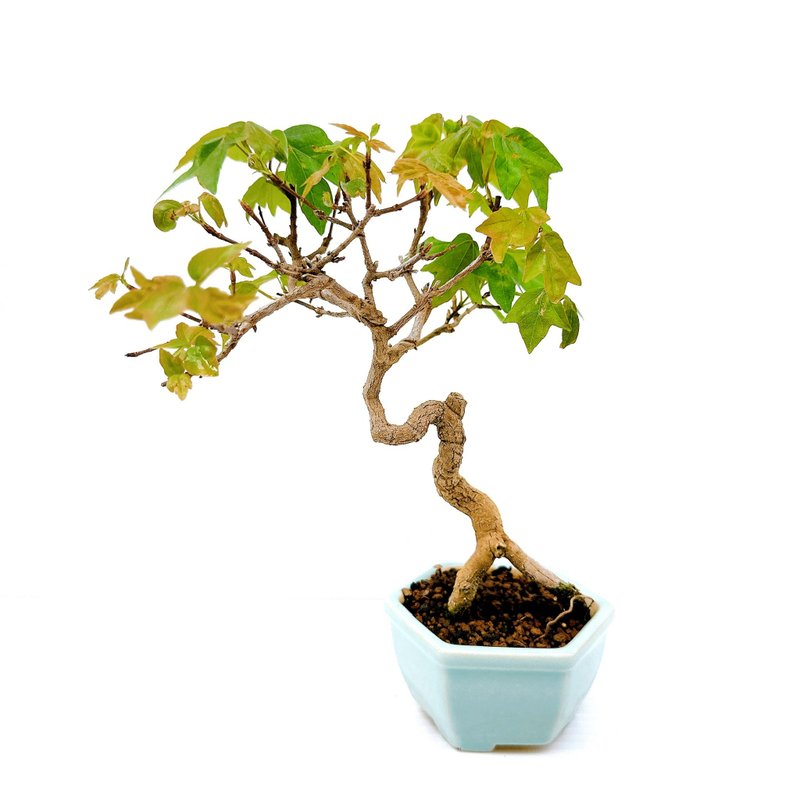 小品盆栽・日本宮樣楓・ミヤサマカエデ - 盆栽/植栽 - 植物．花 