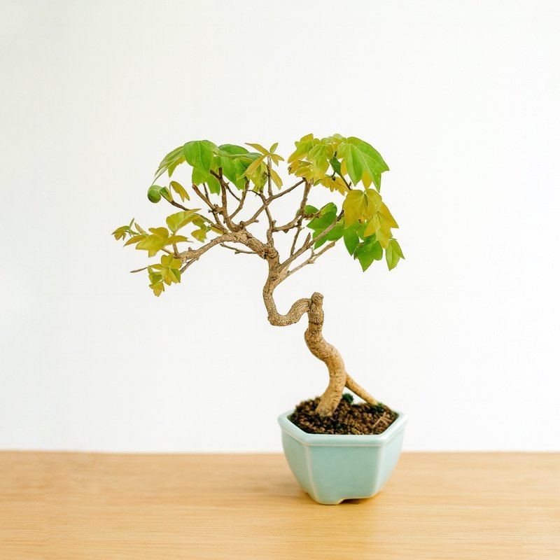 小品盆栽・日本宮樣楓・ミヤサマカエデ - 盆栽/植栽 - 植物．花 